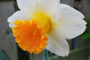 Osterglocke 'Orange Sunset'