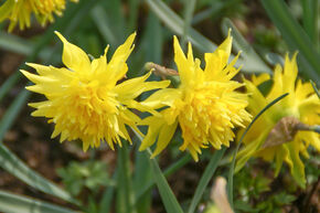 Gefllte Narzisse 'Rip van Winkle'