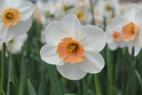 Narcissus 'Romance'
