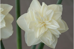 Narcissus 'White Medal'�