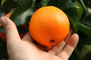 Navel-Orange 'Navelina'