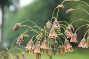 Nectaroscordum siculum