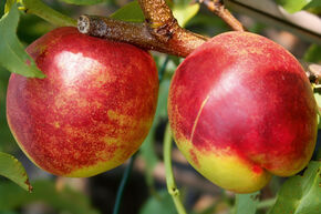 Nectarine � chair jaune 'Early Sungrand'