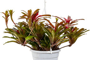 Neoregelia (Nidularium) 'Fireball'