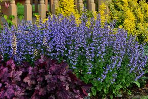 Nepeta x faassenii 'Purrsian Blue'