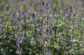 Nepeta x faassenii 'Kit Cat'