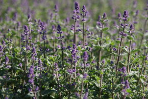 Nepeta x faassenii 'Kit Cat'