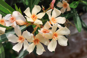 Oleander 'Angiolo Pucci'