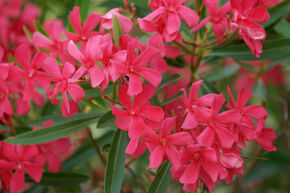 Klassisch pinkroter Oleander 'Italia'