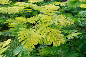 Lederhlsenbaum 'Sunburst' - Hochstamm