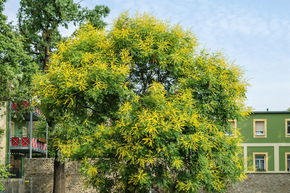 Blasenbaum, Lampionbaum 'Coral Sun' - Grossstrauch