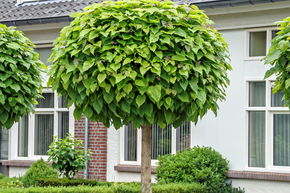 Catalpa bignonioides 'Nana' - Grossstrauch