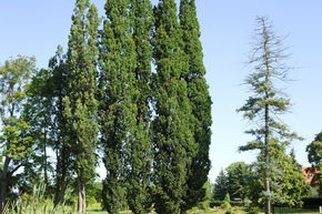 Sulen-Eiche 'Fastigiata Koster' - Hochstamm