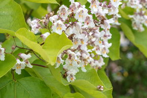 Gold-Trompetenbaum 'Aurea' - Hochstamm