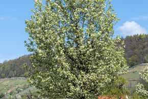 Chinesische Wildbirne 'Chanticleer' - Hochstamm