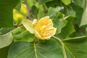 Liriodendron tulipifera - Hochstamm