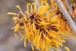 Orangeblhende Zaubernuss 'Orange Peel'