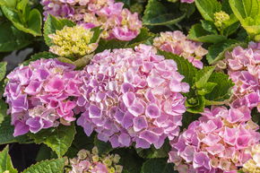 Hortensie, Ballhortensie 'Xian' Stmmchen