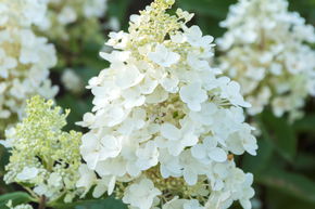 Hortensie, Rispenhortensie 'Baby Lace'