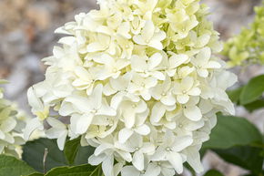 Rispenhortensie 'Skyfall'