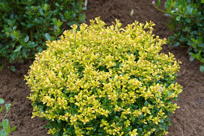 Ilex crenata 'Golden Gem'