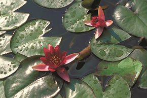 Nymphaea Hybride 'Froebeli'