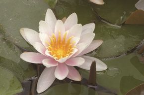 Nymphaea Hybride 'Marliacea Rosea' 