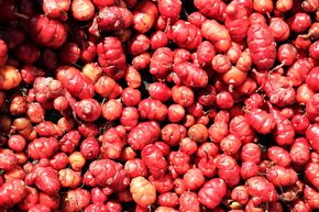 Oca Tubered