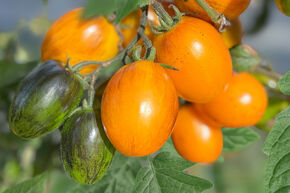 Freilandtomate OpenSky 'Amberone'