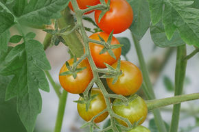 Strauchtomate OpenSky 'Schlingel Max'