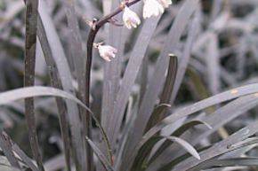 Ophiopogon planiscapus 'Nigrescens'