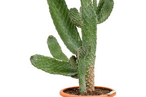 Opuntia consolea