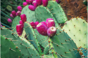Feigenkaktus Opuntia engelmannii