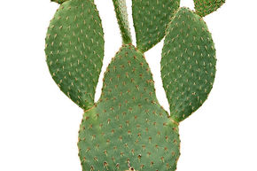 Opuntia galapageia