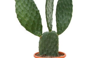 Opuntia indica