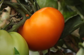 Tomate, Fleischtomate 'Orange Wellington'