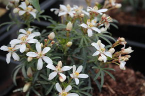 Orangenblume 'White Dazzler'