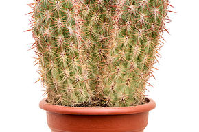 Oreocereus celsianus