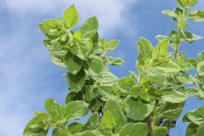 Origanum vulgare