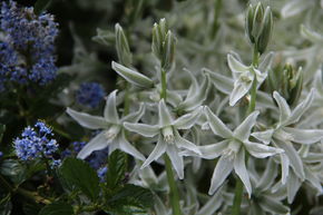 Ornithogalum nutans, Nickender Milchstern