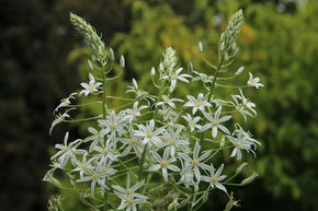 Ornithogalum ponticum 'Sochi', Milchstern