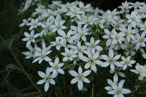 Ornithogalum umbellatum, Milchstern