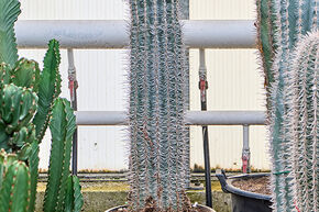 Pachycereus pringlei (130-150)