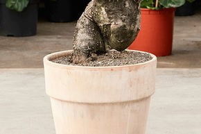 Pachypodium bispinosum