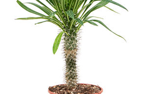 Pachypodium lamerei (50-60)