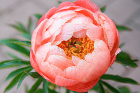 Paeonia Hybride 'Coral Charm'
