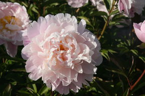 Paeonia x lactiflora 'Lady Alexandra Duff'