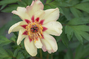 Paeonia  itoh 'Court Jester'