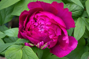 Paeonia x suffruticosa 'Wu Long Peng Shen'