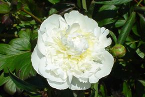 Paeonia x lactiflora 'Duchesse de Nemours'
